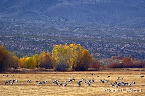 Field of Cranes_73058.jpg - Sandhill Crane (Grus canadensis) photographed in the Bosque del Apache National Wildlife Refuge near San Antonio, New Mexico USA. 